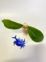 Hoya epc 1016 hybrid (incrassata x acuta) - unrooted