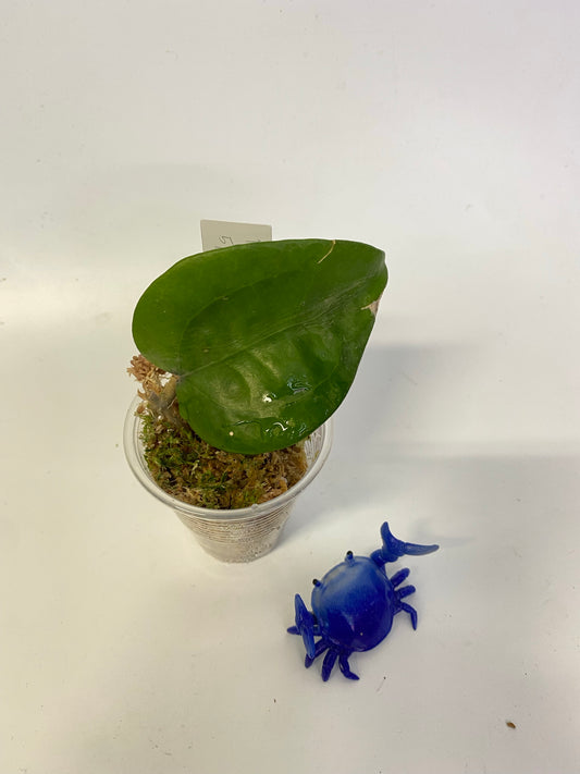 Hoya glabra - has some roots