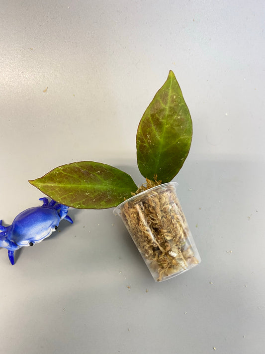 Hoya cv sunrise - Unrooted