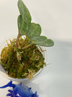 Hoya elliptica small leaf - active growth