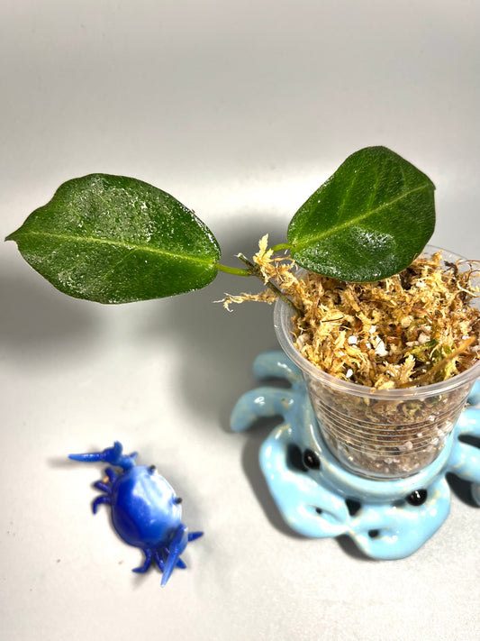 Hoya piestolepis- Unrooted