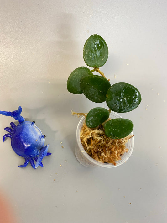 Hoya mathilde - unrooted