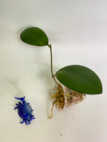 Hoya cv noelle - vitellinoides x vitellina - unrooted