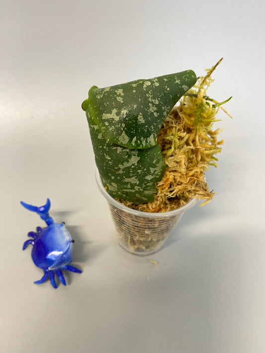 Hoya imbricata - has some roots