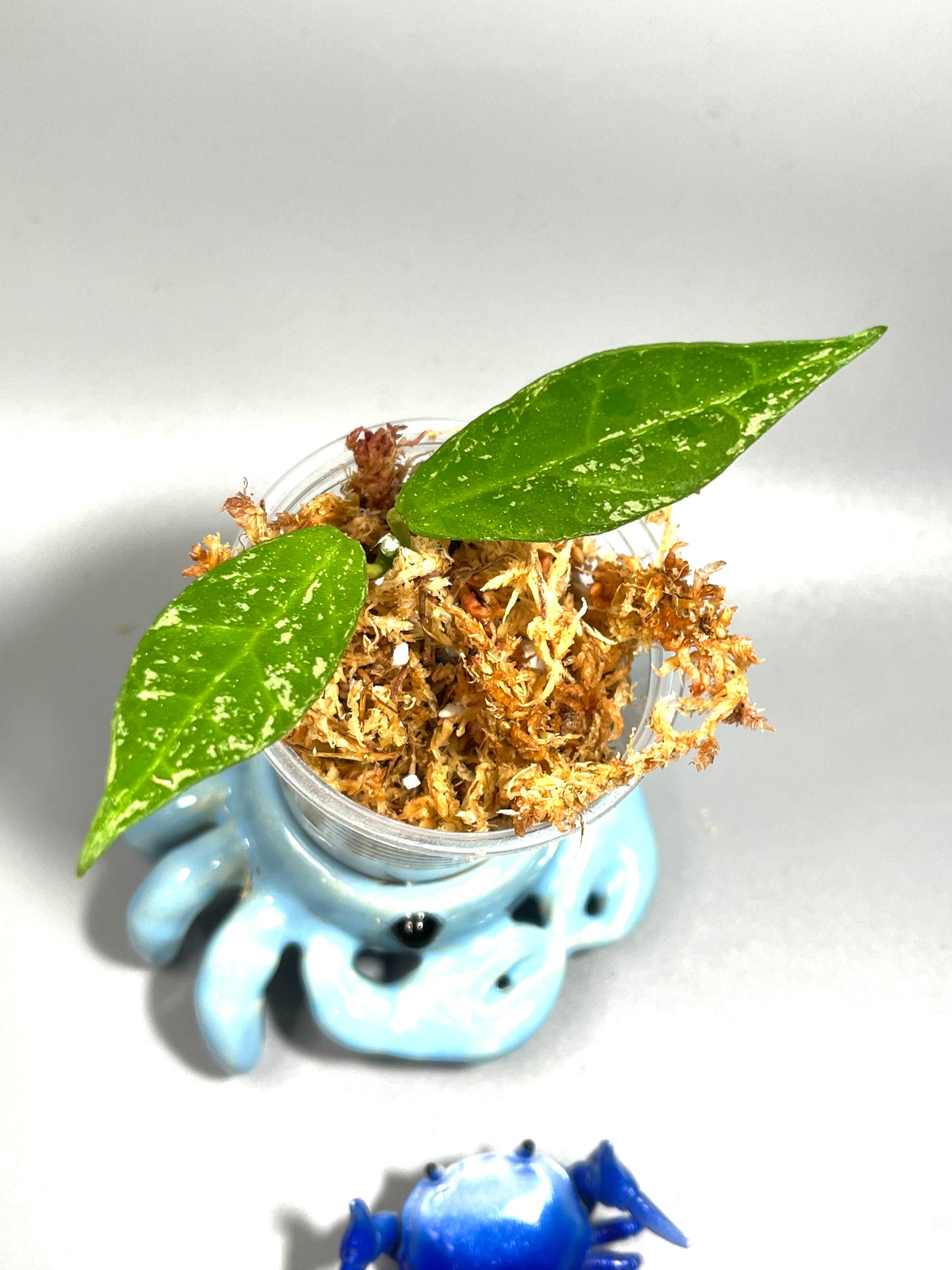 Hoya lacunosa x obscura with splash - Unrooted