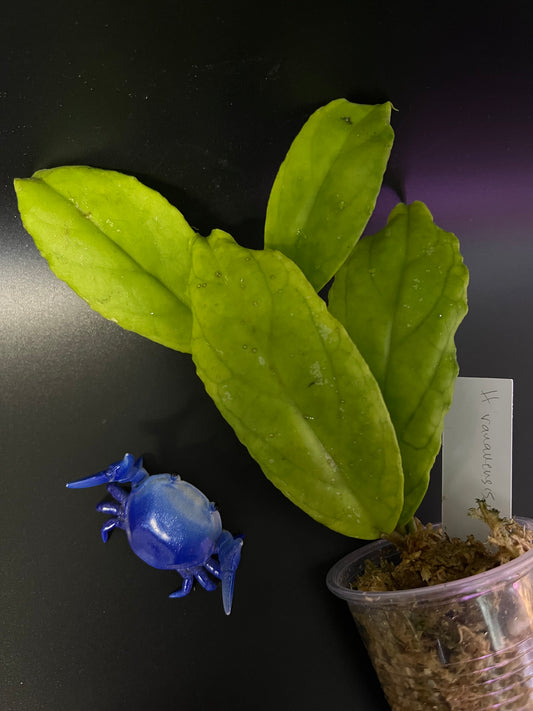 Hoya ranauensis - Unrooted