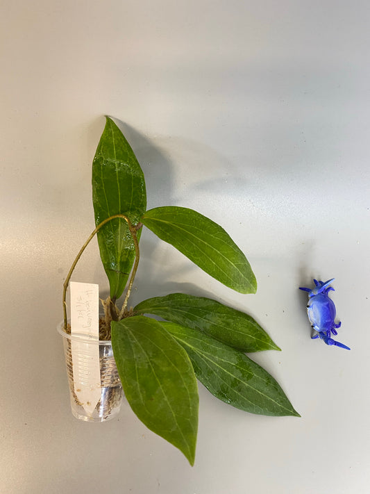 Hoya Benvergarai - unrooted