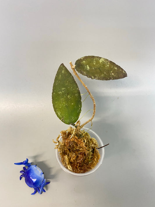 Hoya caudata Sumatra with roots