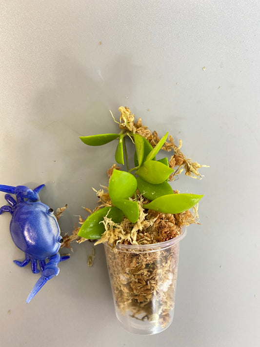 Hoya picta - unrooted