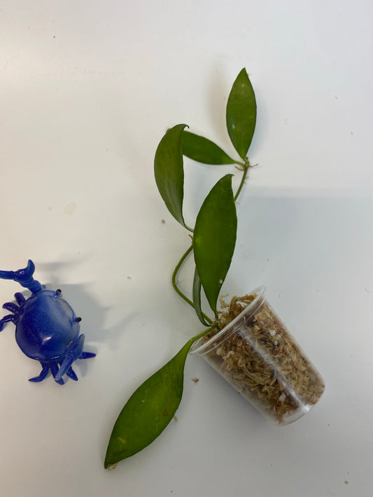 Hoya Davidcummingii - unrooted