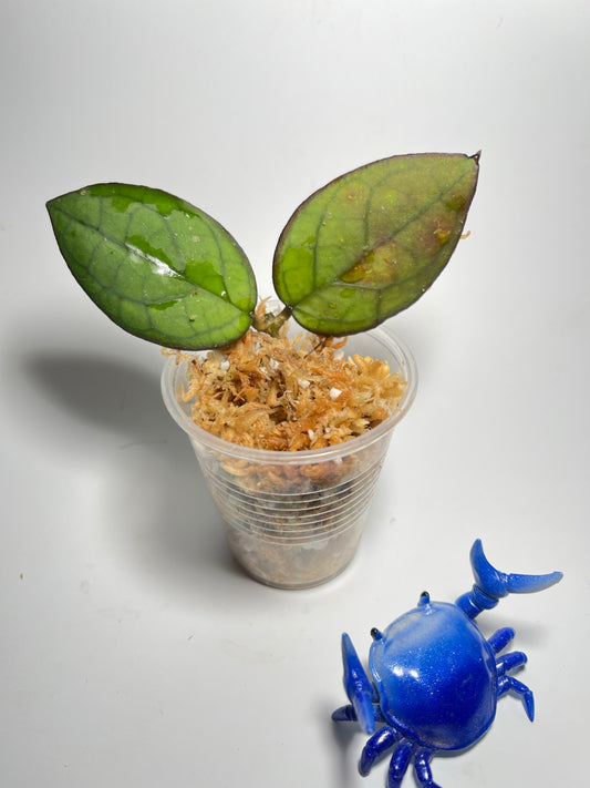 Hoya PMP 176 - joy x Jennifer - Unrooted