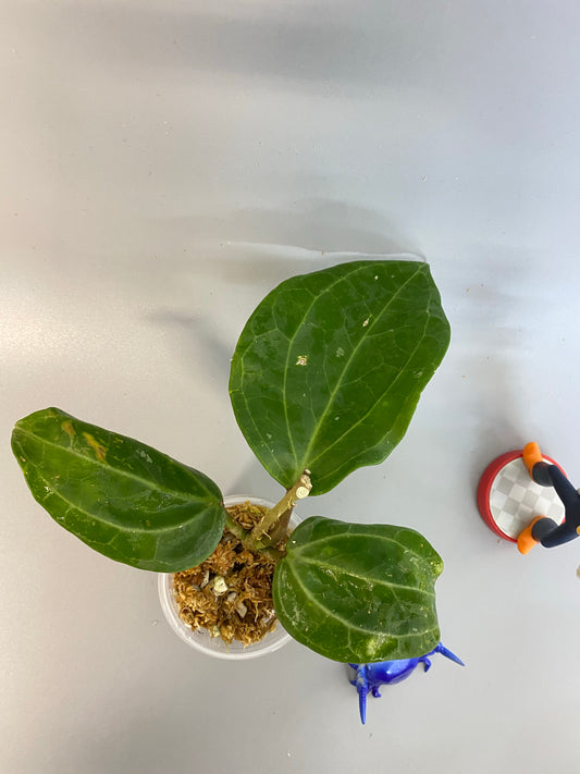 Hoya sulawesi GPS 8867 - rooted, growth point forming