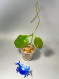 Hoya nervosa jokul reverted - Unrooted