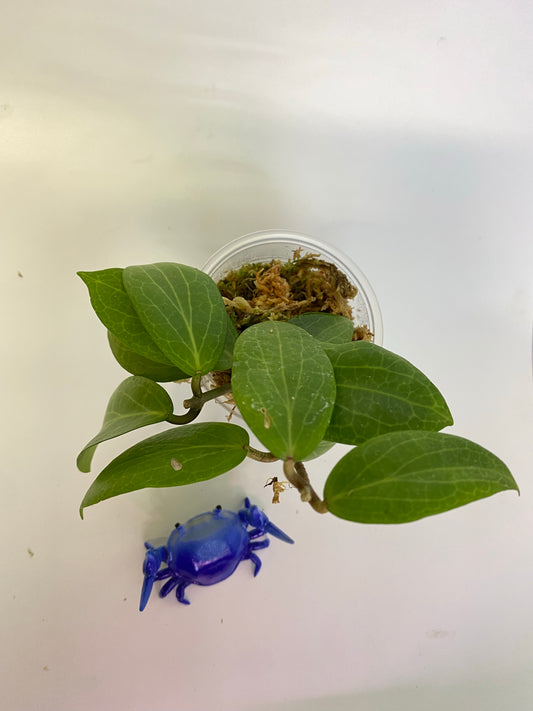 Hoya fitchii - orange - has roots