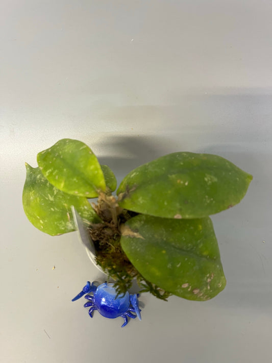 Hoya mitrata with splash - has some roots