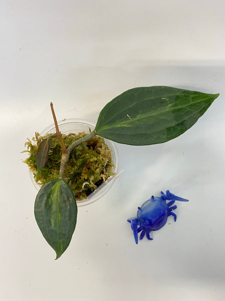 Hoya macrophylla pot of gold - active growth