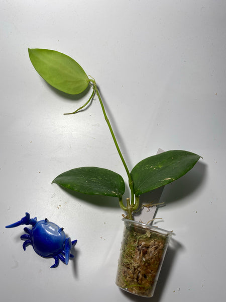 Hoya aldrichii - has active growth