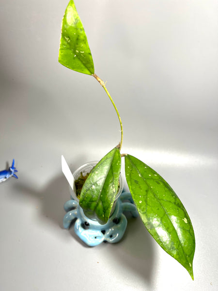 Hoya rpp 153 - has some roots