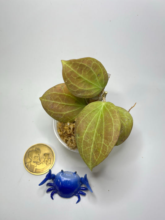 Hoya Hellwigiana - Unrooted