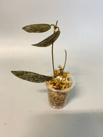 Hoya sigillatis - unrooted