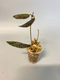 Hoya sigillatis - unrooted