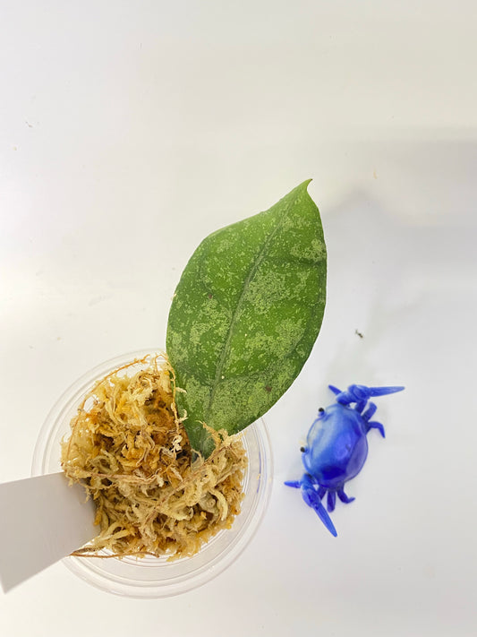 Hoya sp. chicken farm - Unrooted