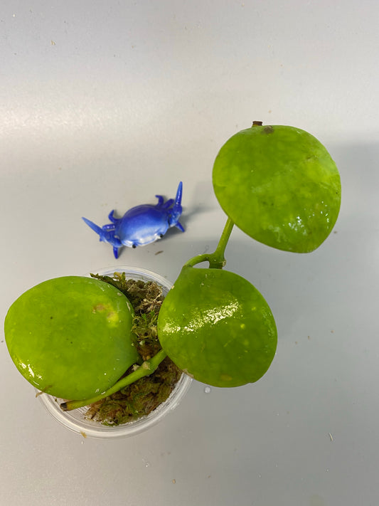 Hoya Kastbergii - has some roots