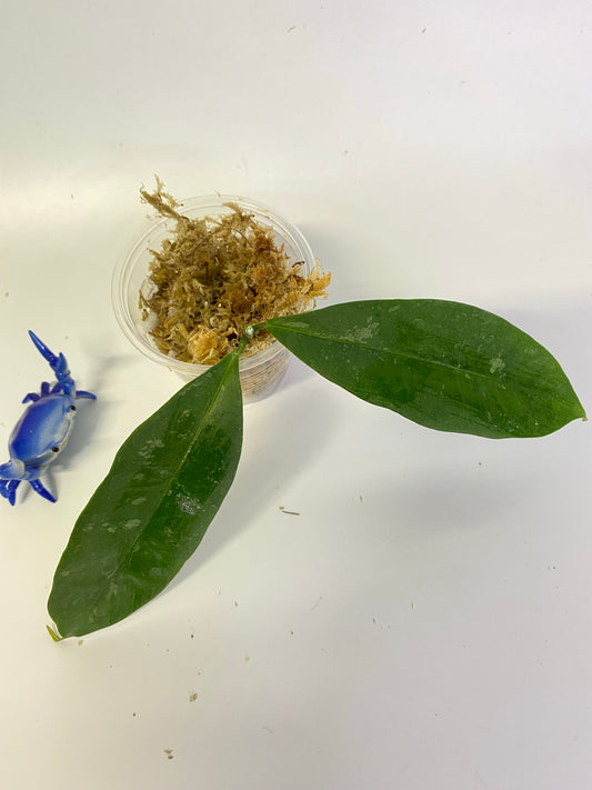 Hoya mappigera - unrooted