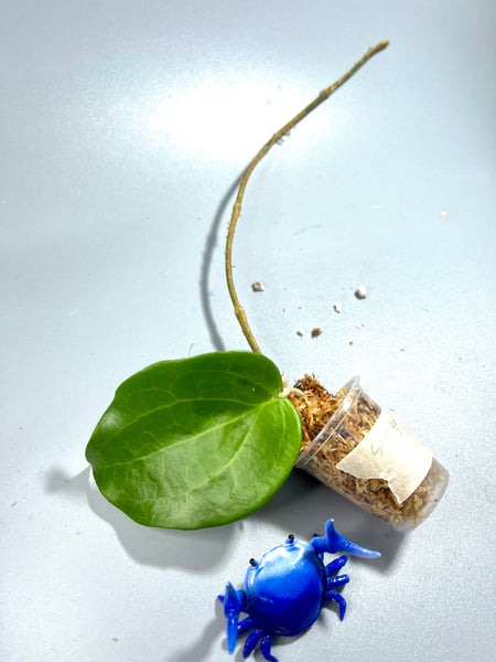 Hoya surigaoensis - Unrooted