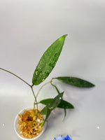 Hoya scortechinii pink UT001- unrooted