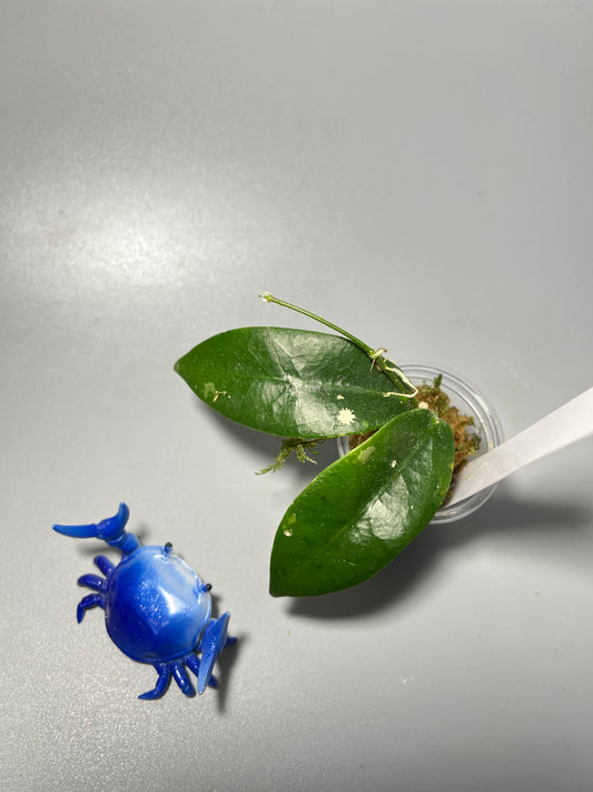 Hoya patella pink - active growth