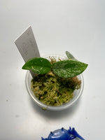 Hoya carnosa Wilbur graves (Russia)- growth point forming