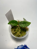 Hoya carnosa Wilbur graves (Russia)- growth point forming