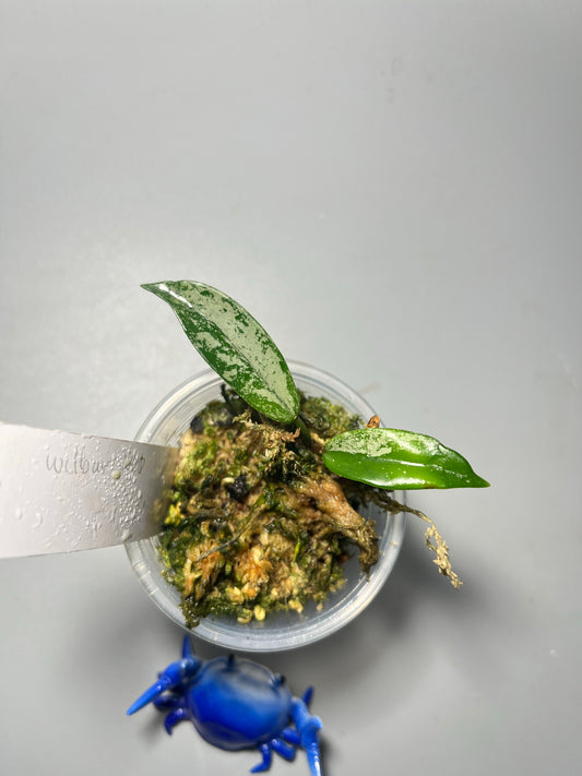 Hoya carnosa Wilbur graves NOID China - has roots