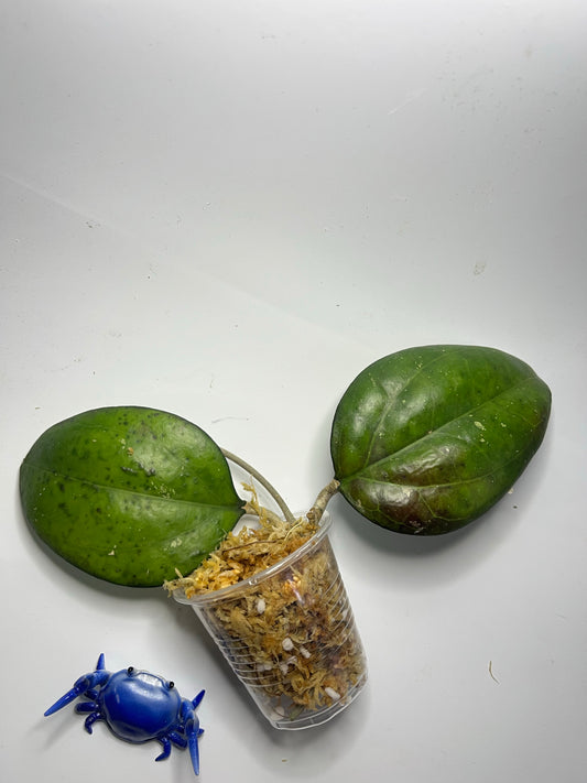 Hoya cv Joy with some sunstress - 2 cuttings - unrooted