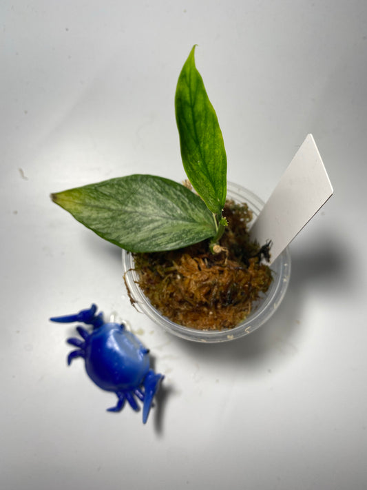 Hoya polyneura broget - active growth