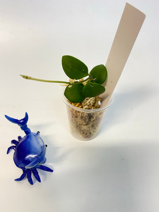 Hoya carmelae - unrooted