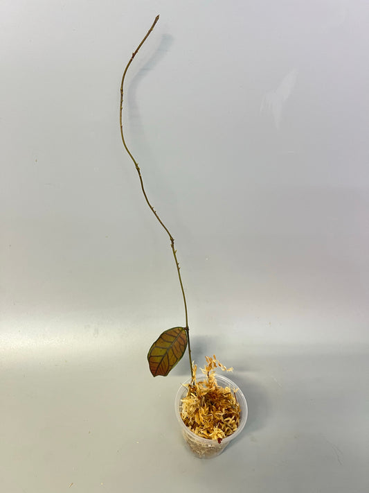 Hoya gunung gading - Unrooted