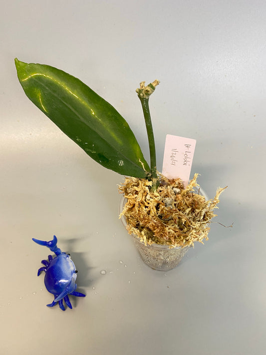 Hoya lobbii - rooted