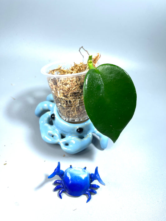 Free addon - Hoya benitotanii - Unrooted