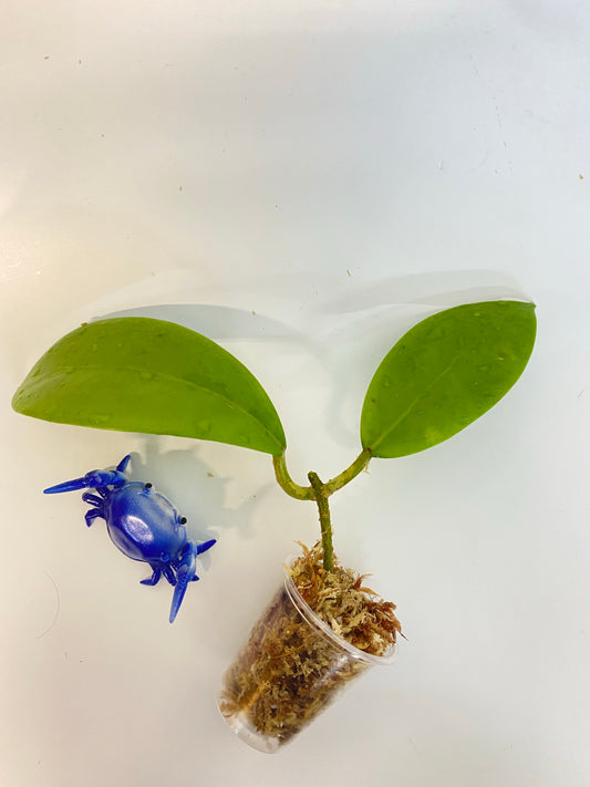 Hoya mindorensis dark red - Unrooted