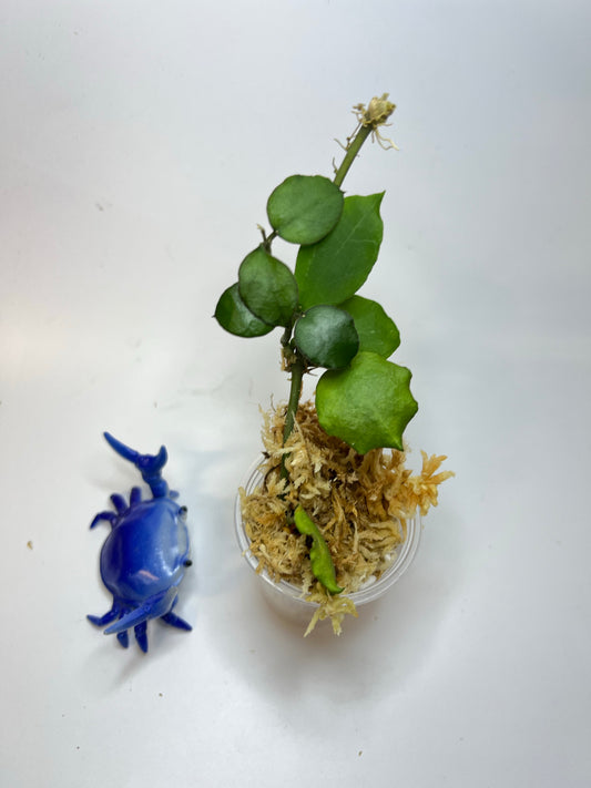 Hoya endauensis - Unrooted