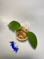 Hoya pottsii - has some roots