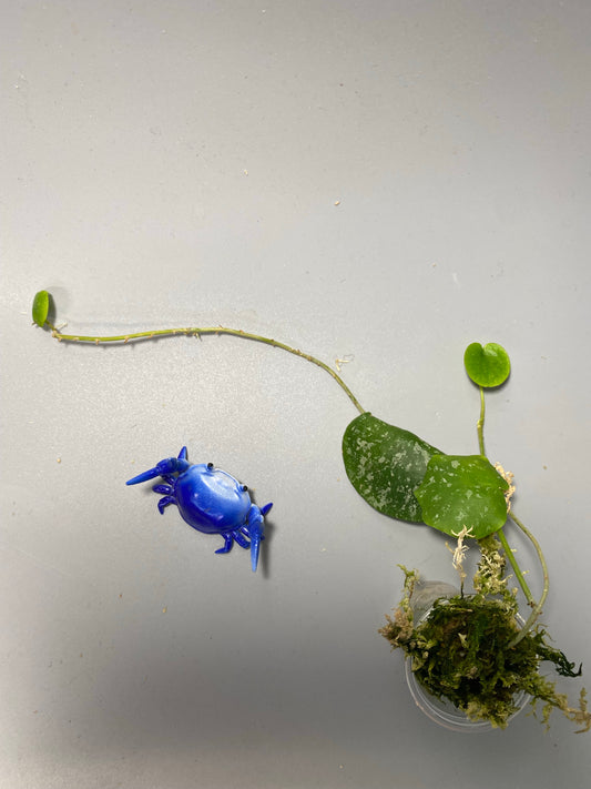 Hoya imbricata - active growth