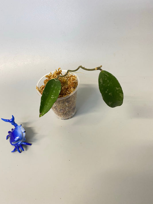 Hoya phuwuaensis - roots just starting to emerge (1mm)