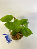 Hoya fitchii - orange - has roots