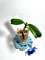Hoya villosa rp - unrooted