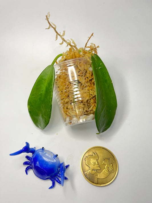 Hoya rostellata - Unrooted