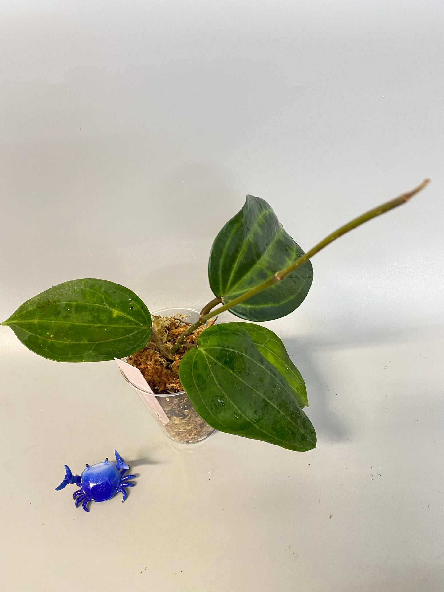 Reserved for Myanh - Hoya Latifolia - active growth