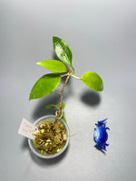Hoya limoniaca  - active growth